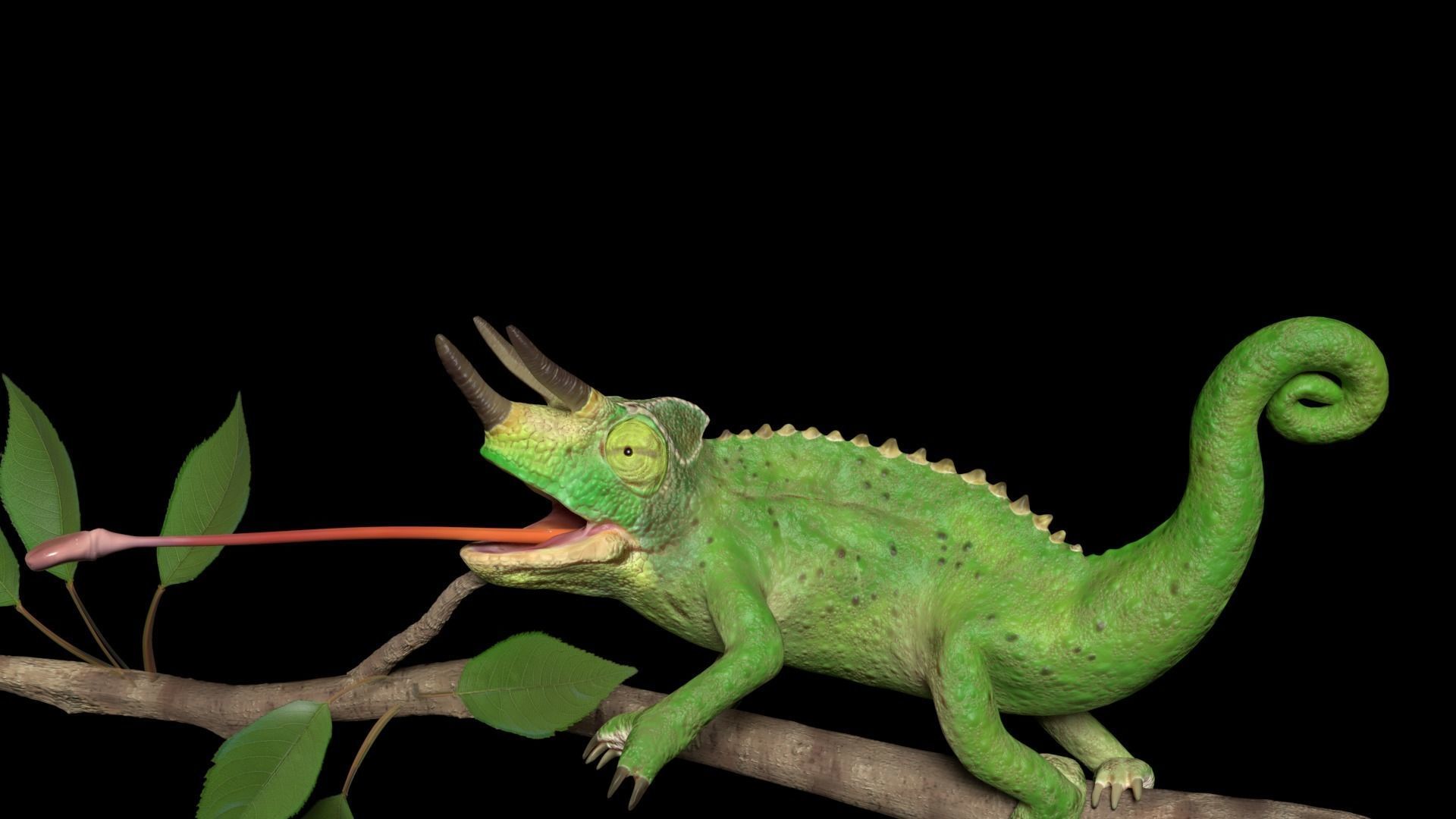 Jackson Chameleon 3D model_5