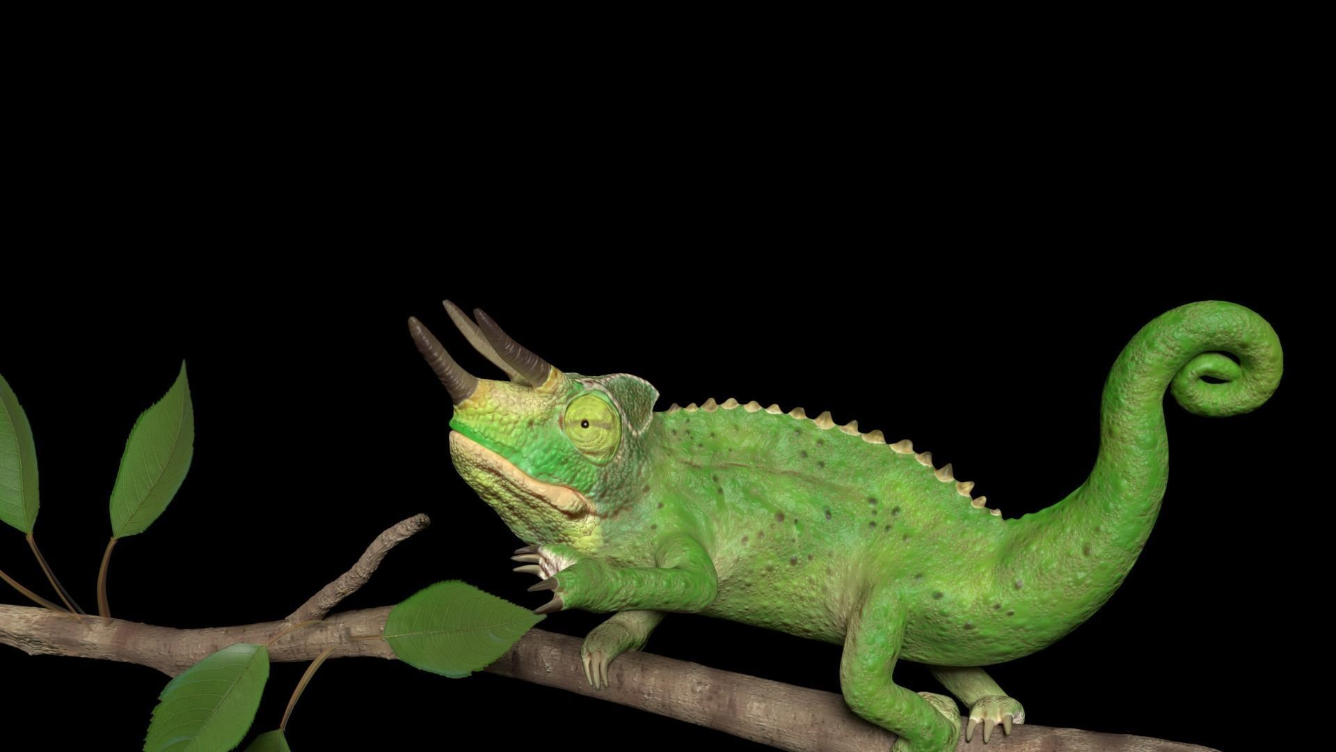 Jackson Chameleon 3D model_1