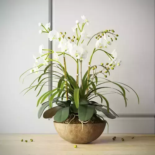 orchid 2 in wooden pot
