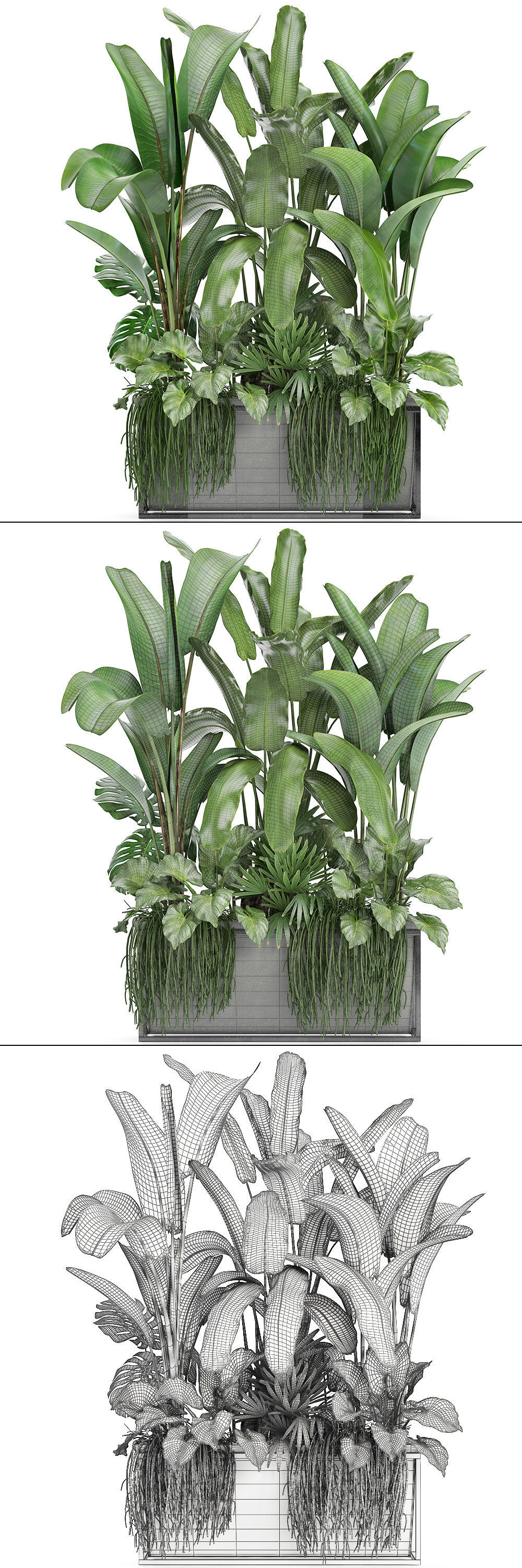 Collection Exotic plants 3D model_6