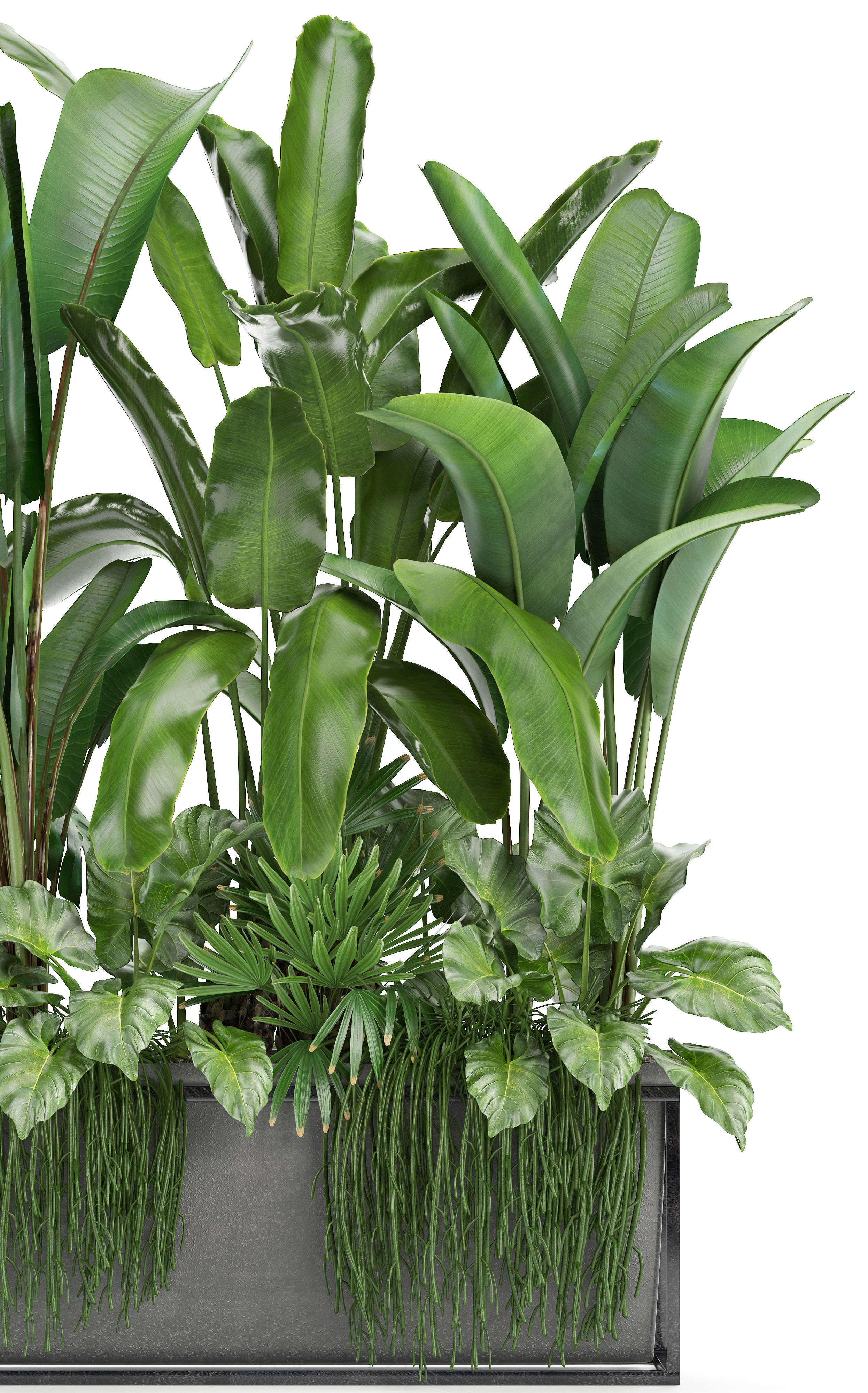 Collection Exotic plants 3D model_3