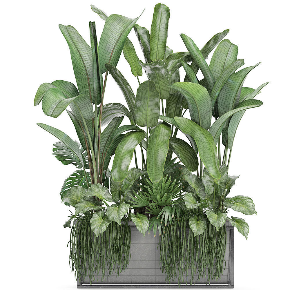 Collection Exotic plants 3D model_8