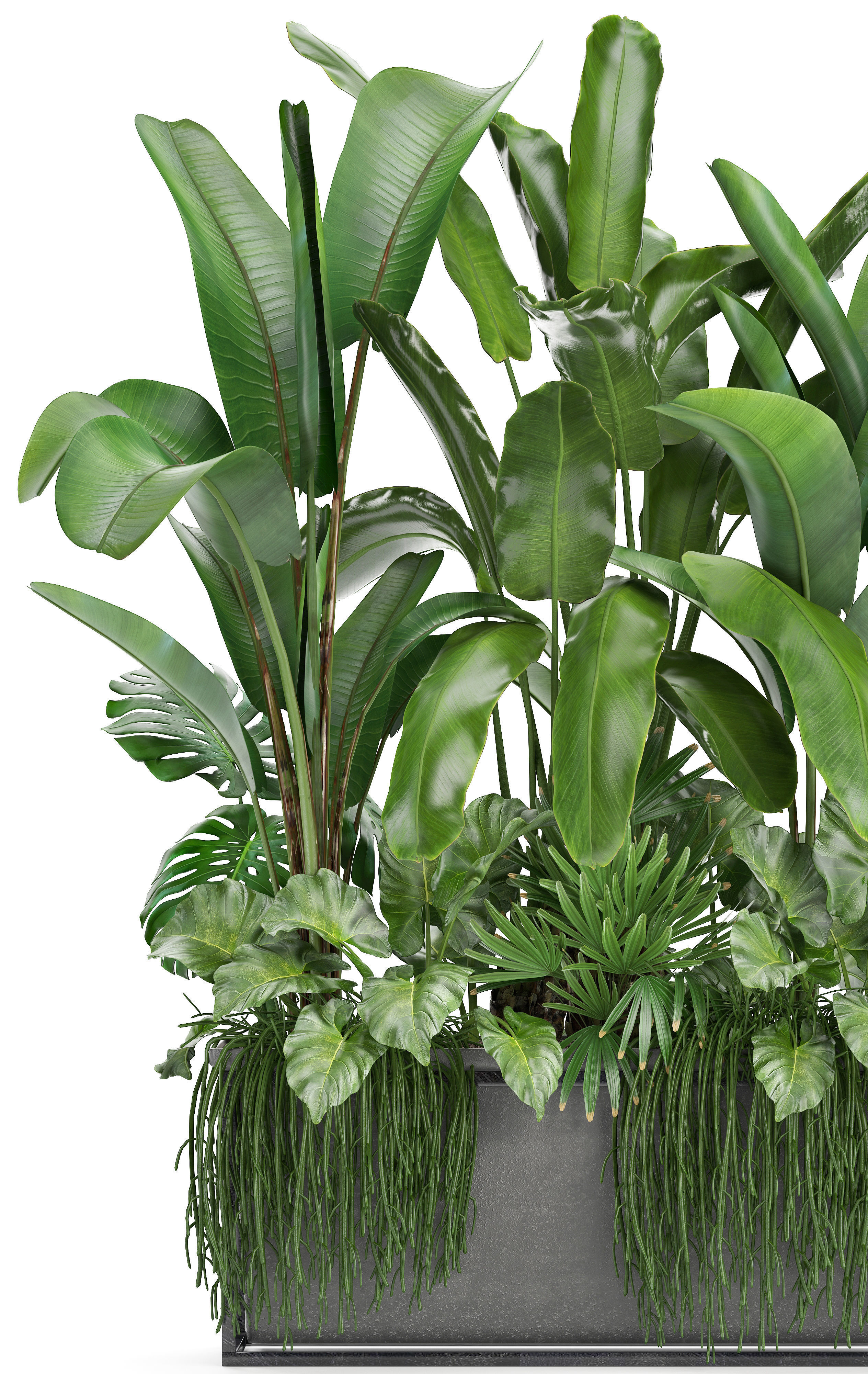 Collection Exotic plants 3D model_2