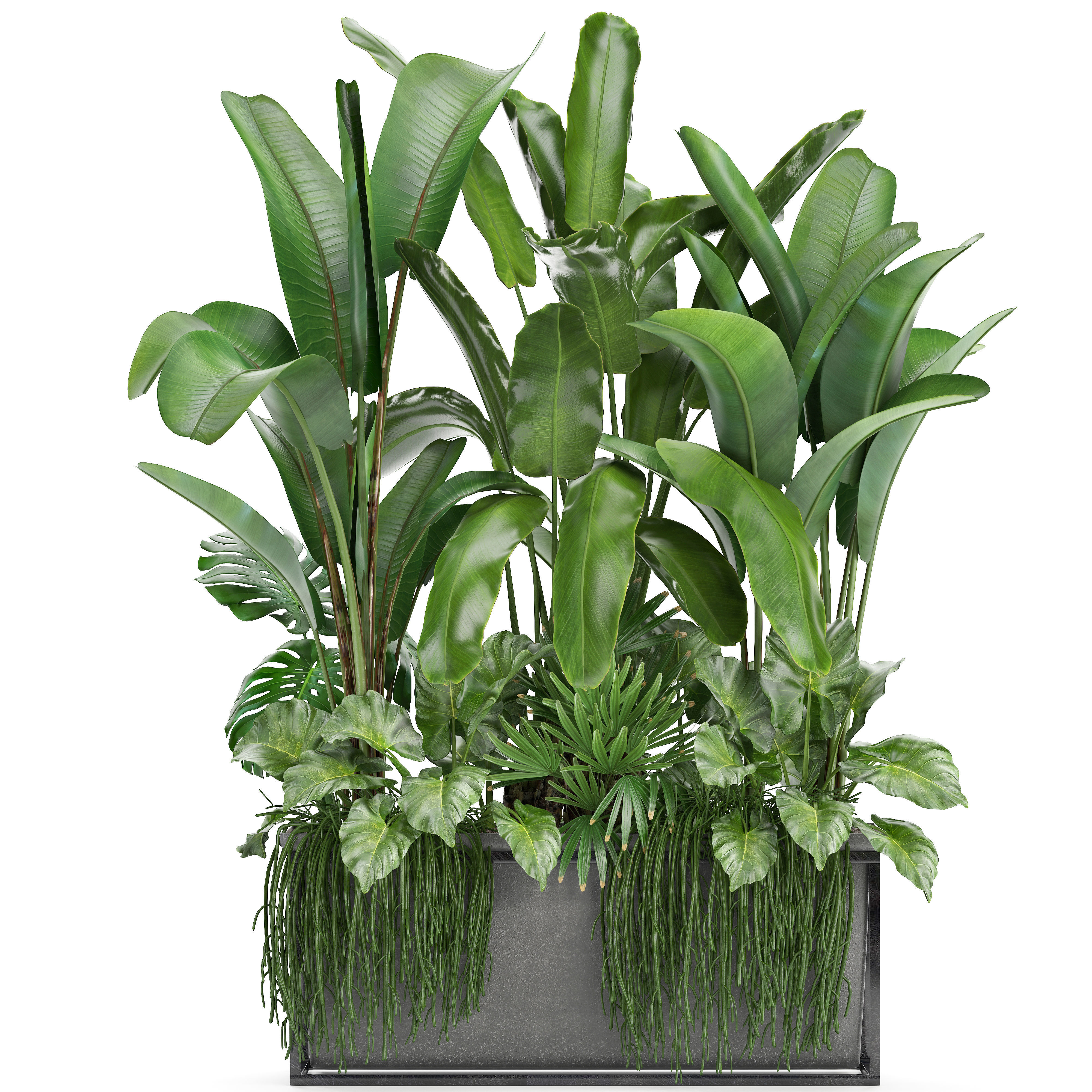 Collection Exotic plants 3D model_1