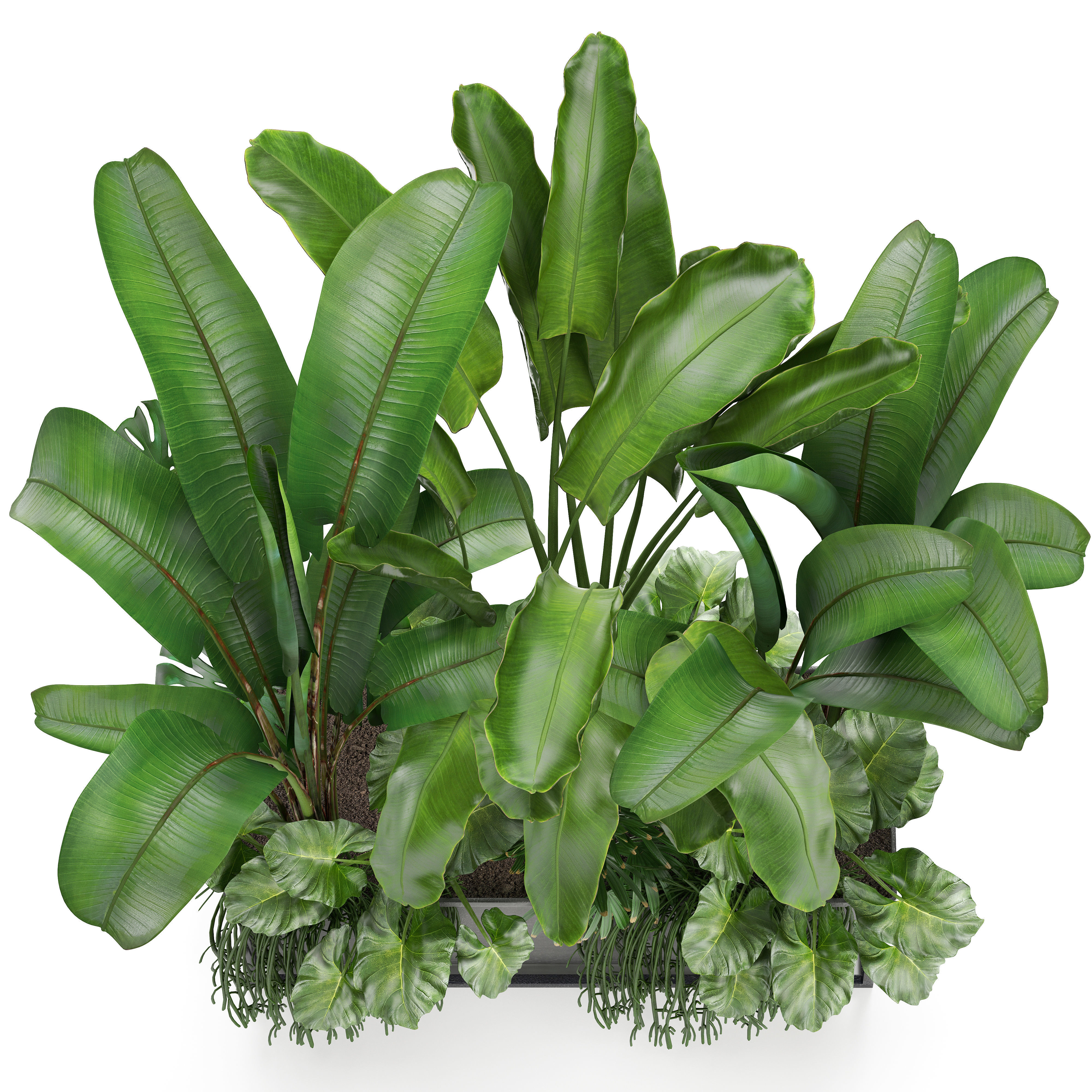 Collection Exotic plants 3D model_4