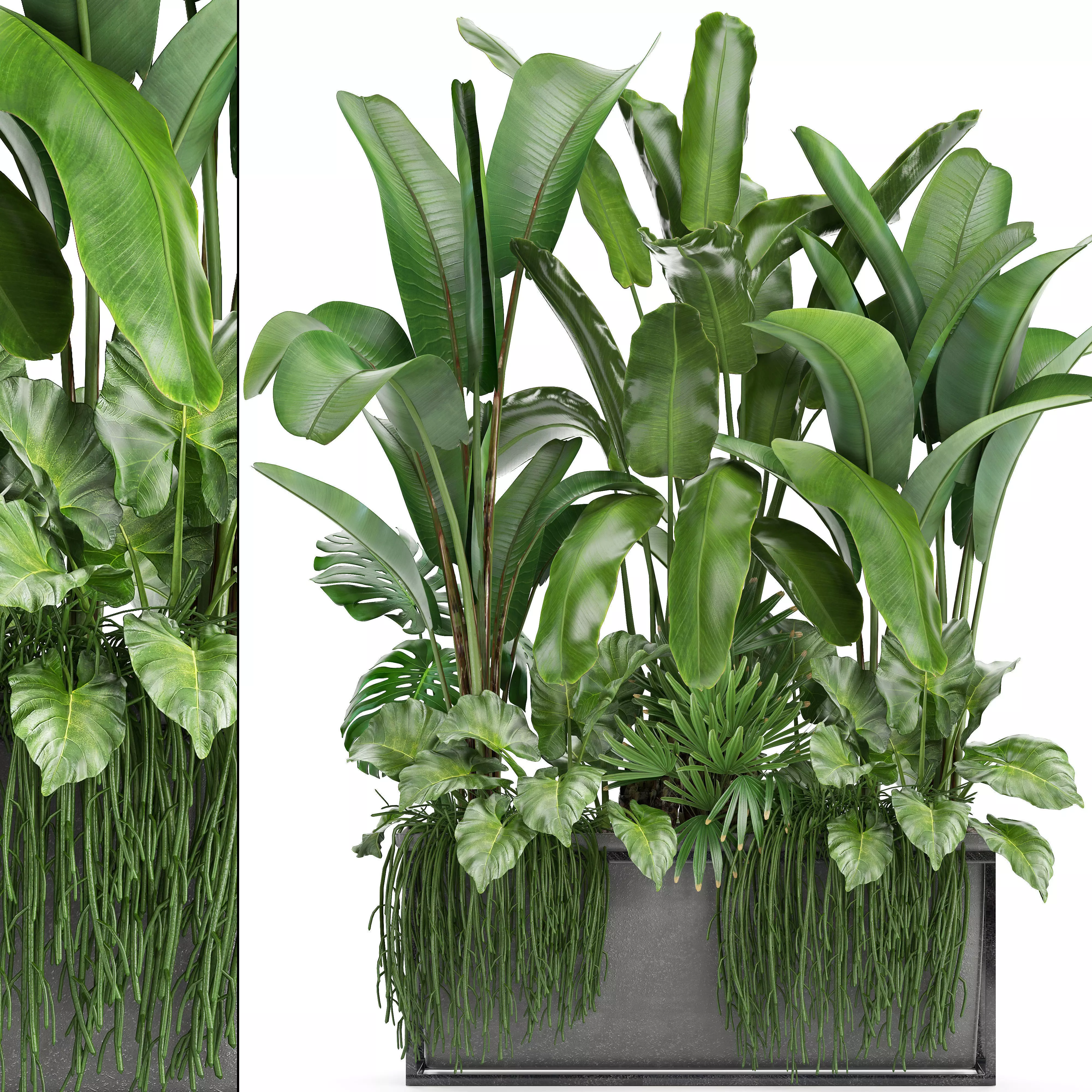 Collection Exotic plants 3D model_0