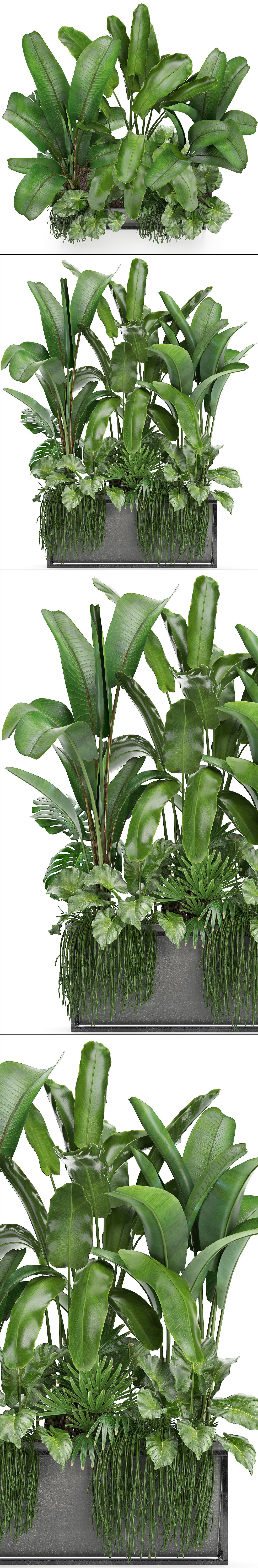 Collection Exotic plants 3D model_5