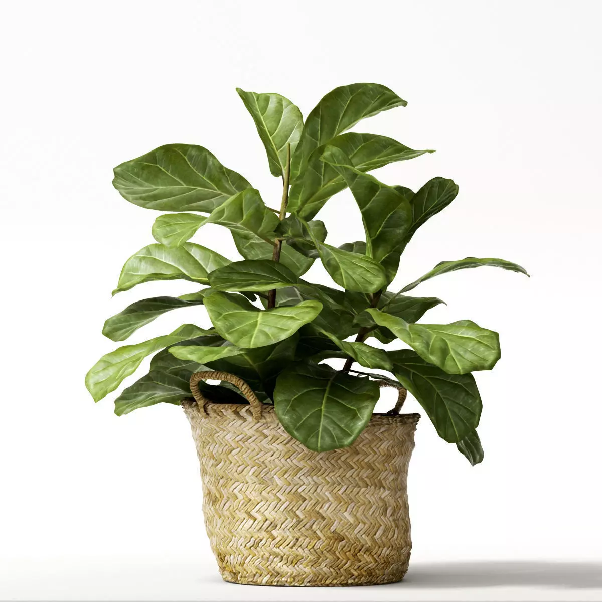 ficus lyrata min 3D model
