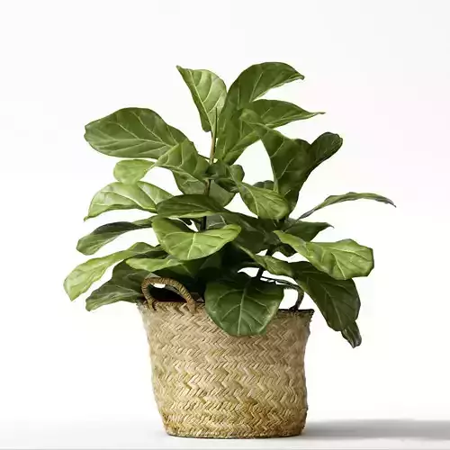 ficus lyrata min