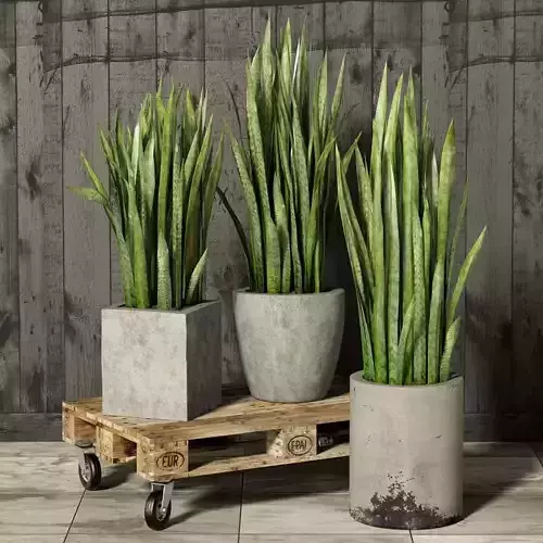 Sansevieria three plants in concrete pots