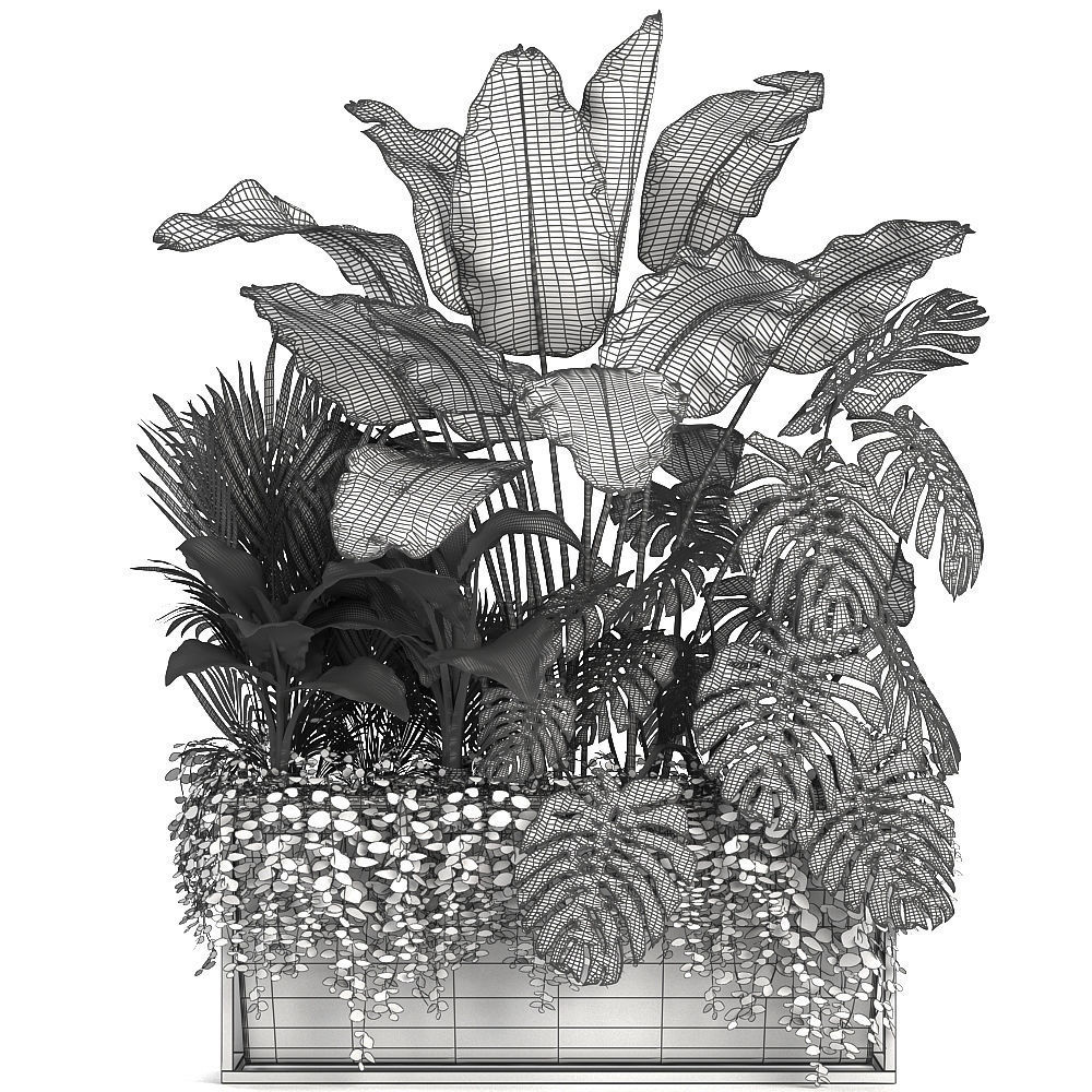 Collection Exotic plants monstera bush 3D model_6