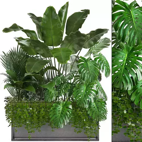 Collection Exotic plants monstera bush 3D model