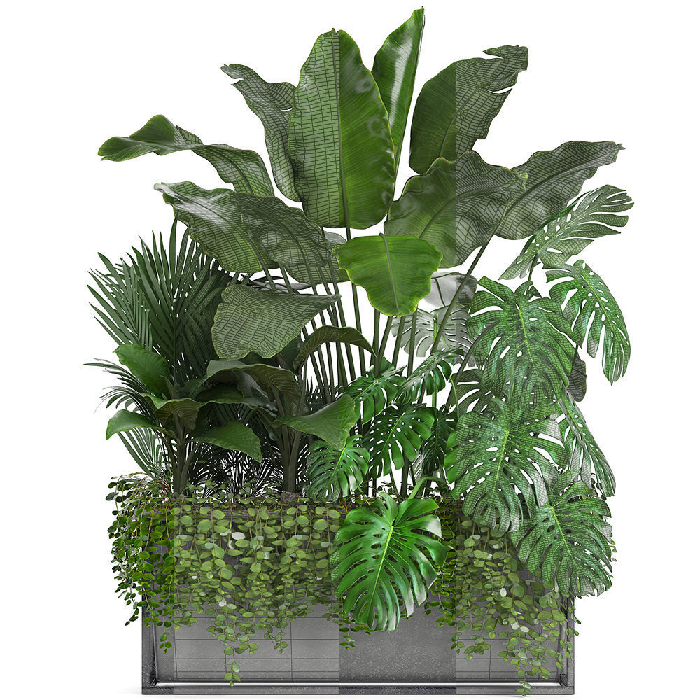 Collection Exotic plants monstera bush 3D model_7