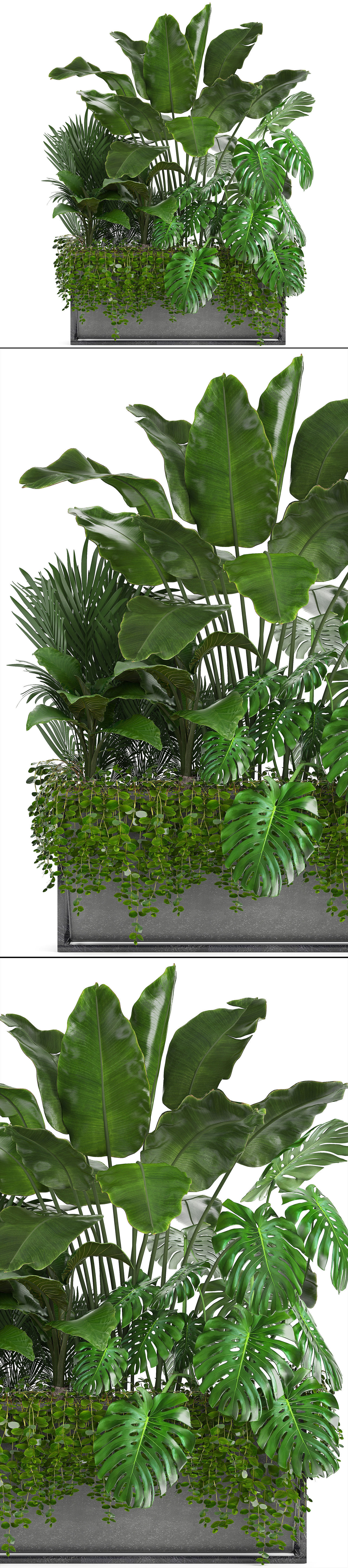Collection Exotic plants monstera bush 3D model_4