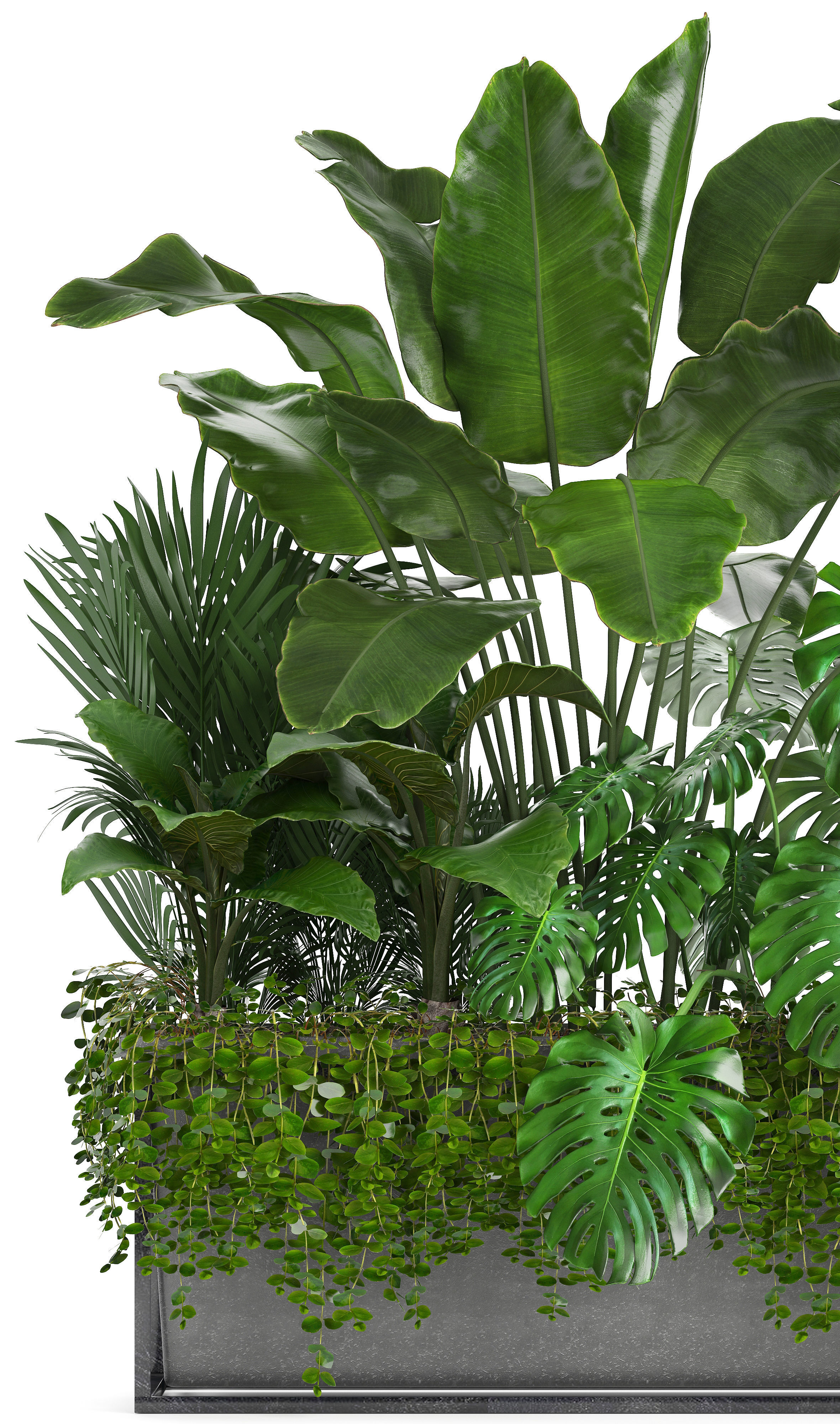Collection Exotic plants monstera bush 3D model_3
