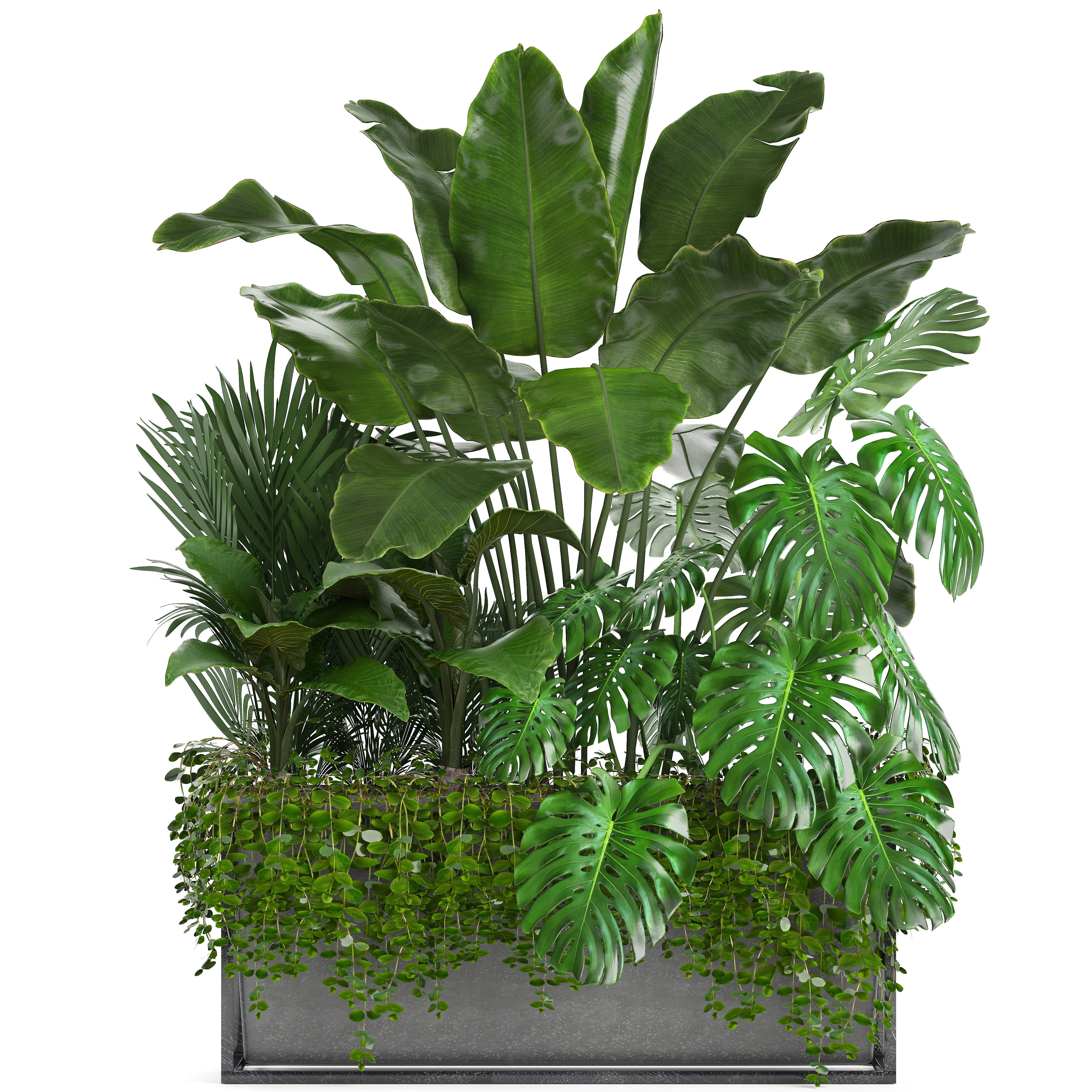 Collection Exotic plants monstera bush 3D model_2