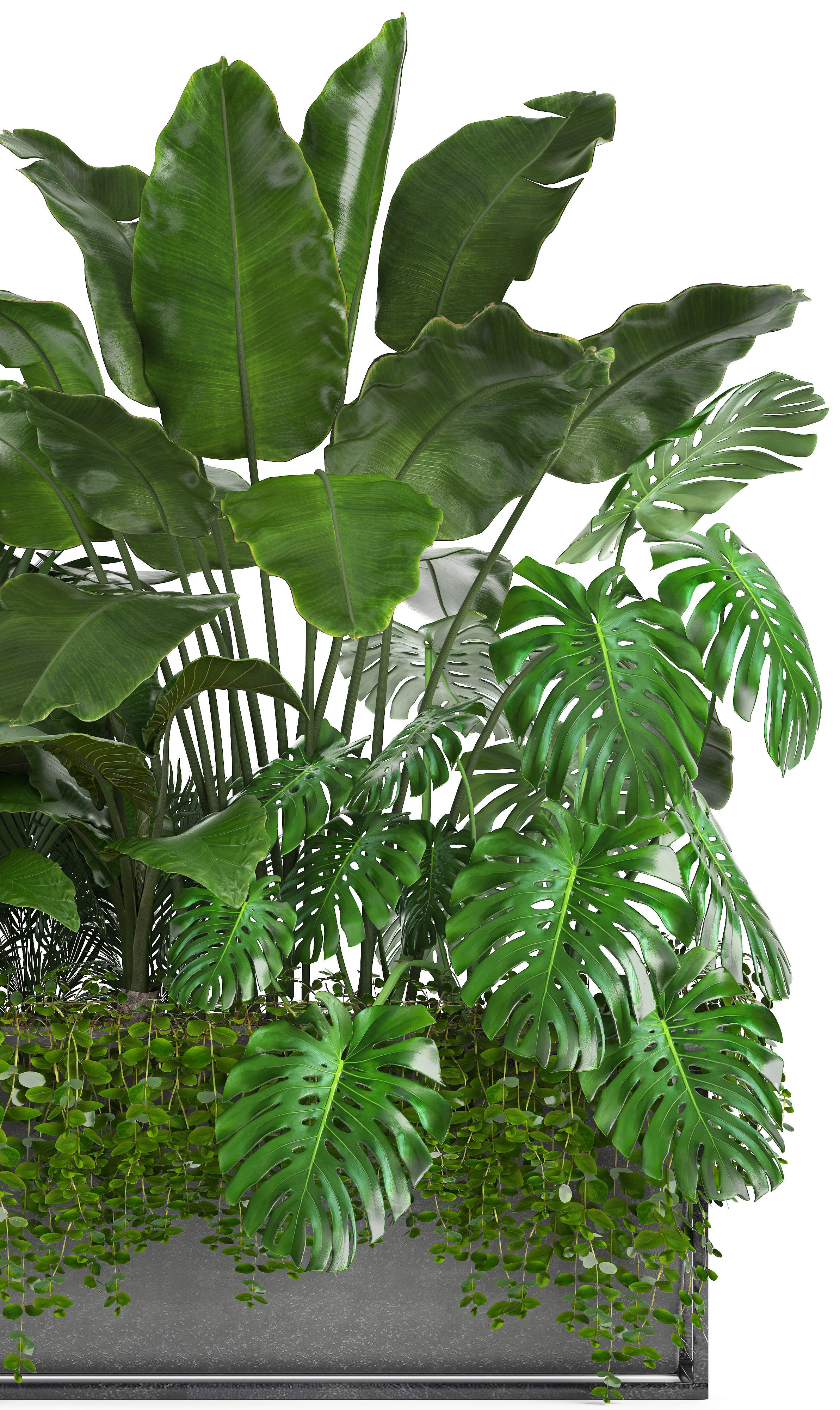 Collection Exotic plants monstera bush 3D model_1