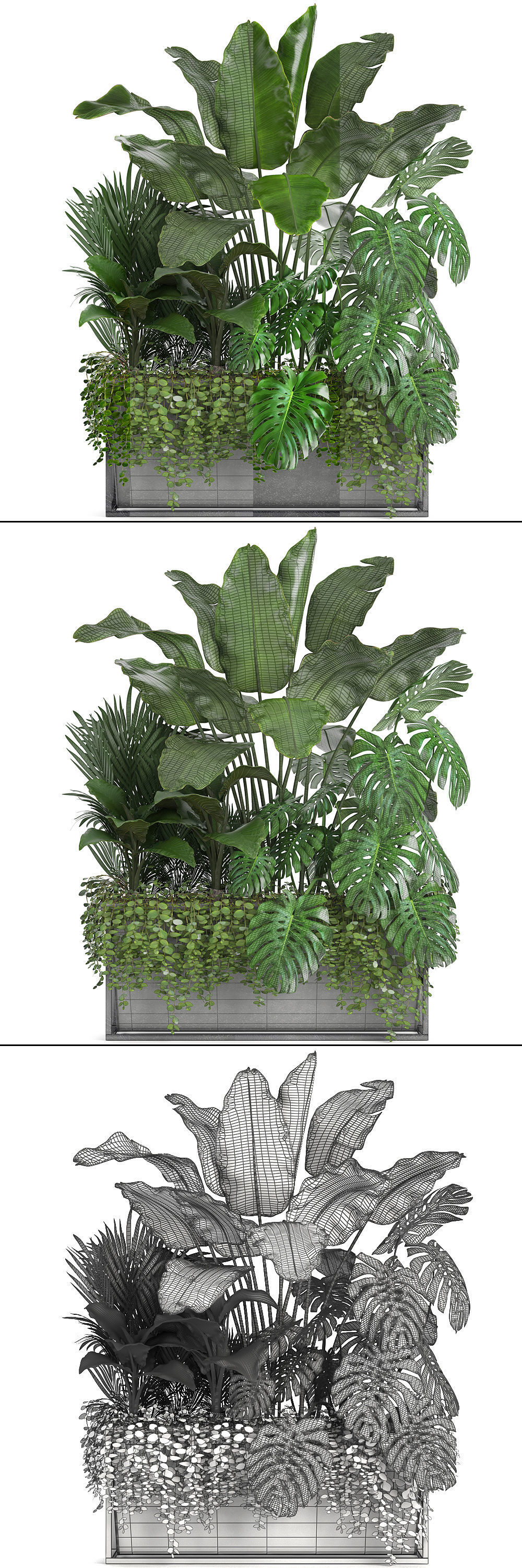 Collection Exotic plants monstera bush 3D model_8