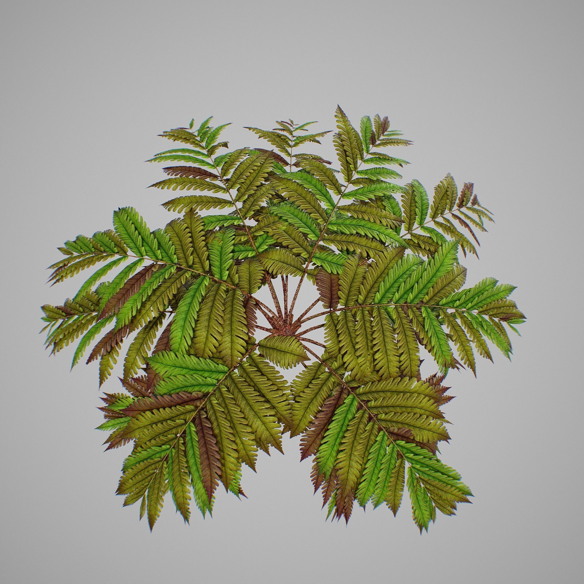 Alsophila fern old Low-poly 3D model_8