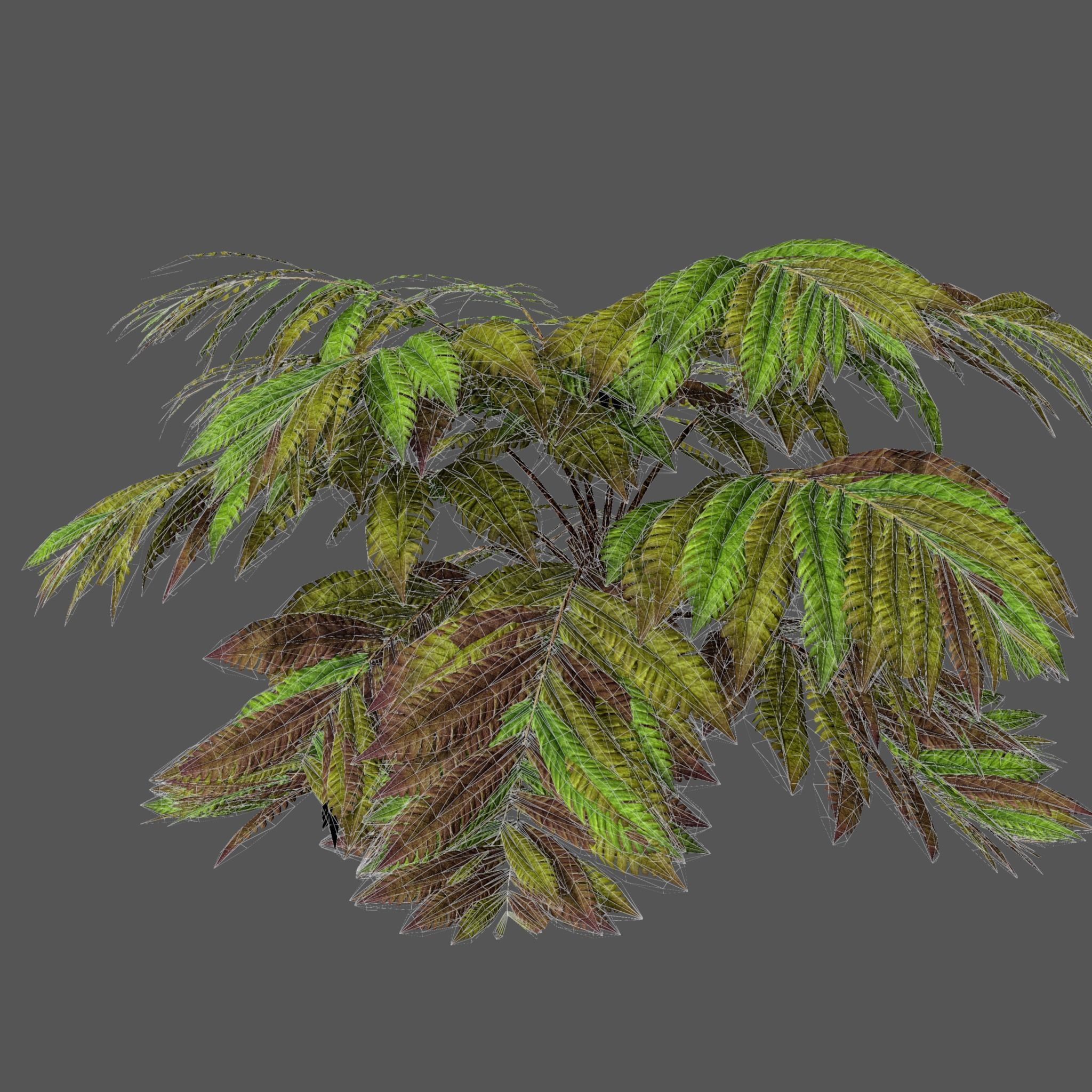 Alsophila fern old Low-poly 3D model_15