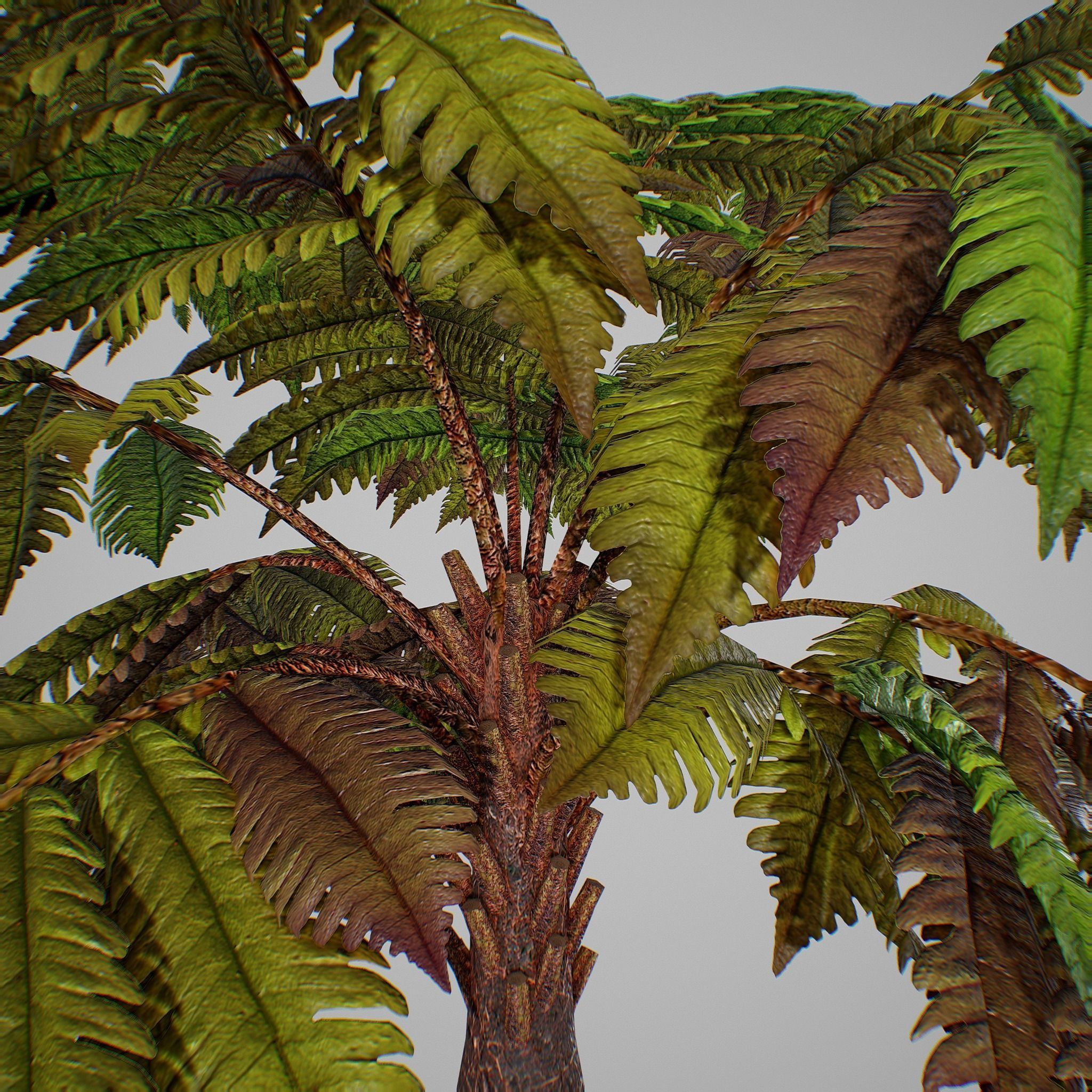 Alsophila fern old Low-poly 3D model_9