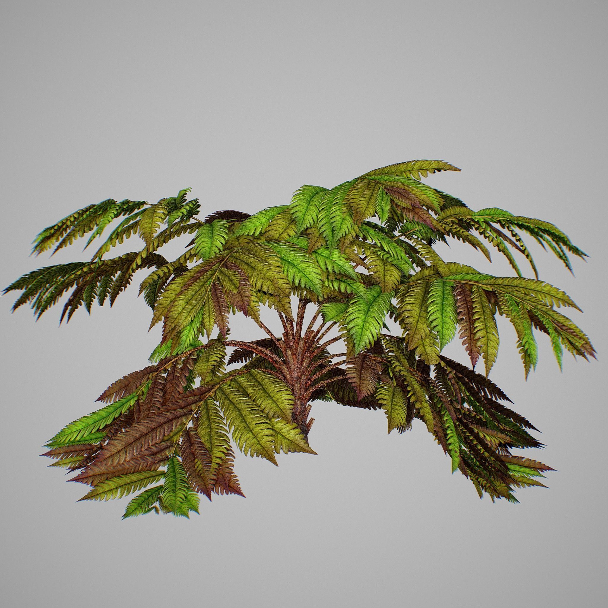 Alsophila fern old Low-poly 3D model_4