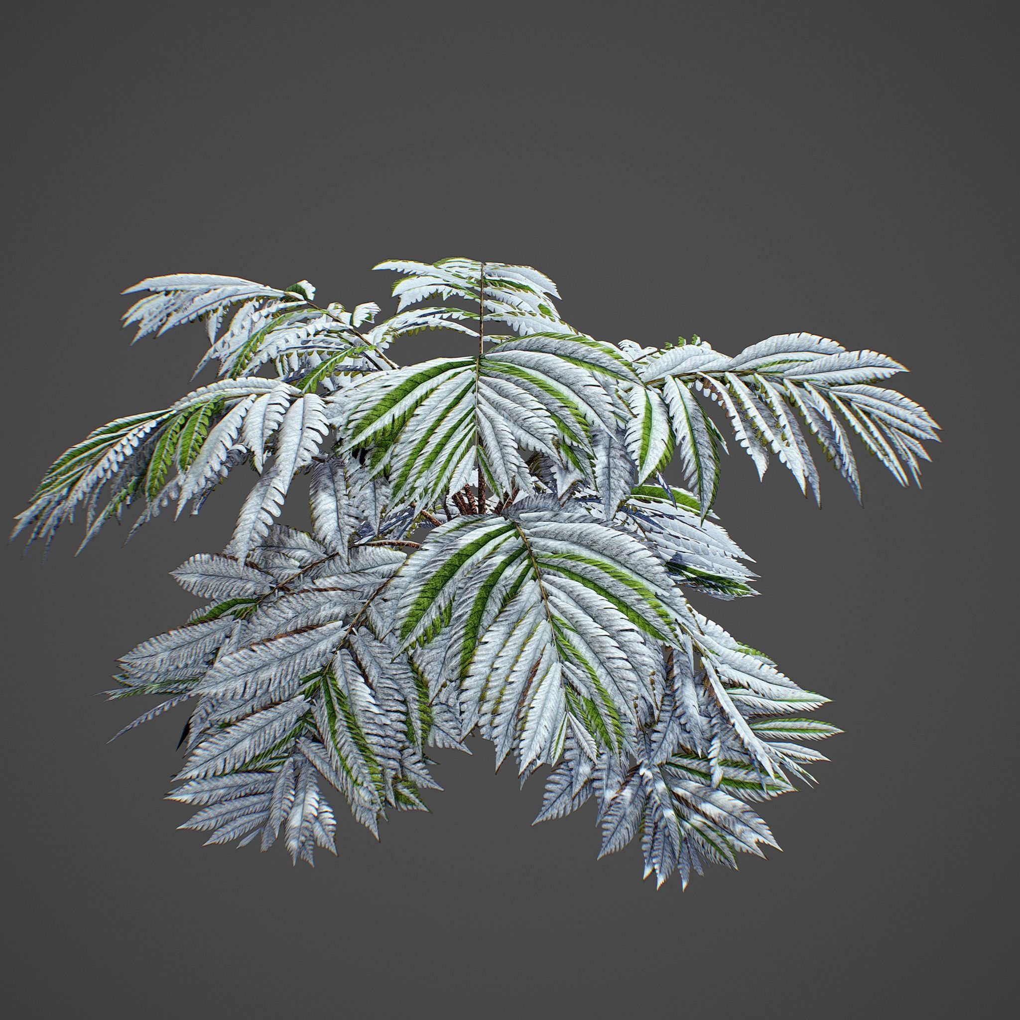 Alsophila fern old Low-poly 3D model_12