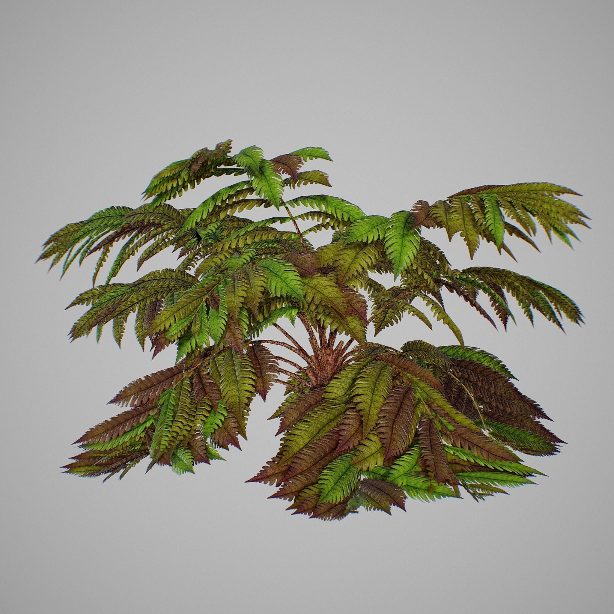 Alsophila fern old Low-poly 3D model_6