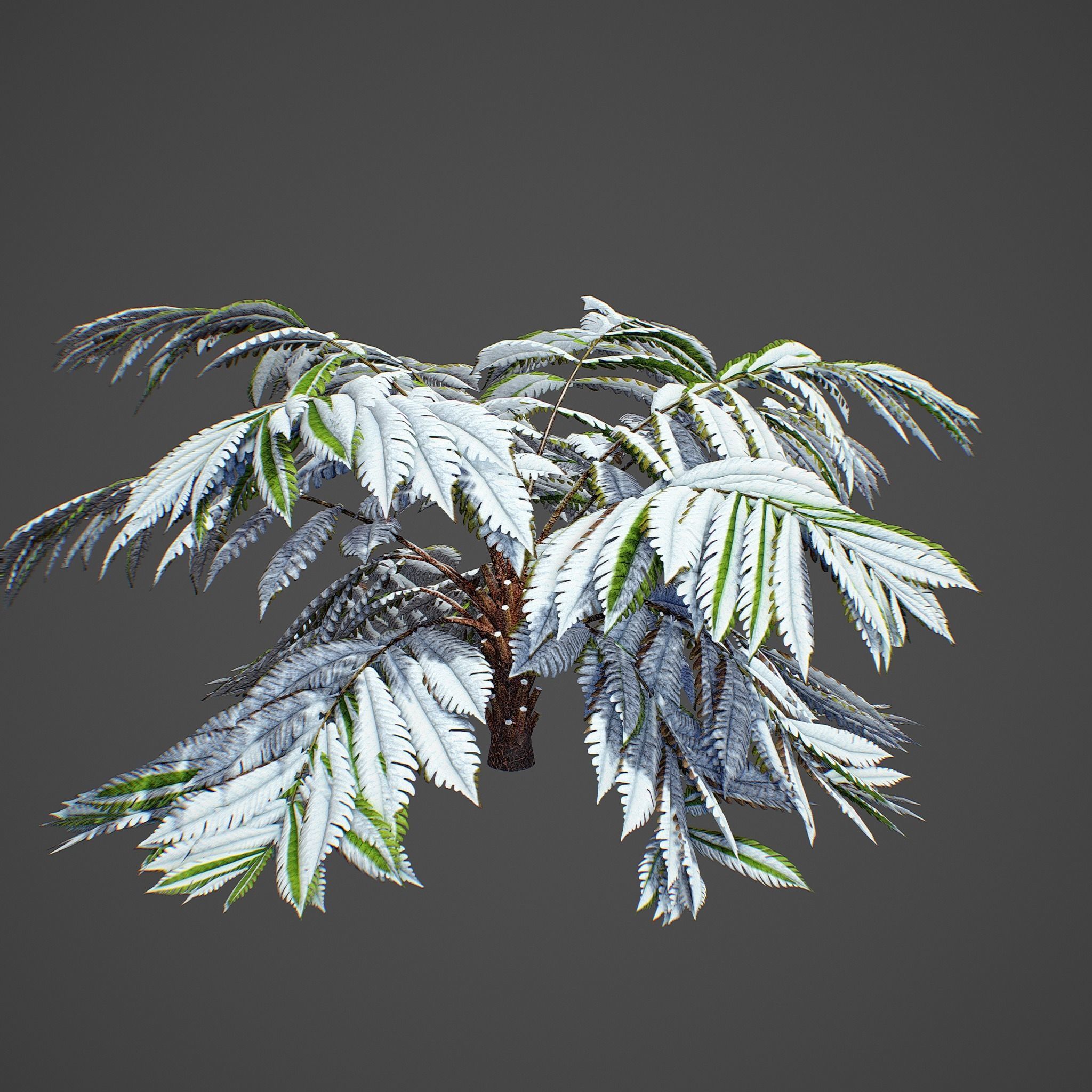 Alsophila fern old Low-poly 3D model_2