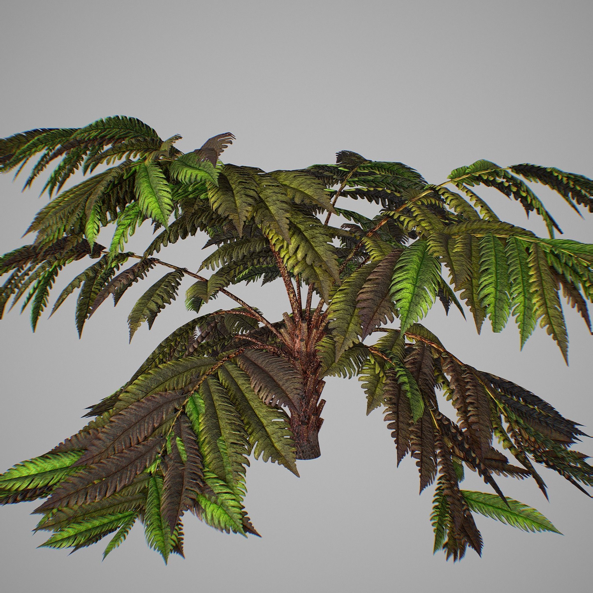 Alsophila fern old Low-poly 3D model_1