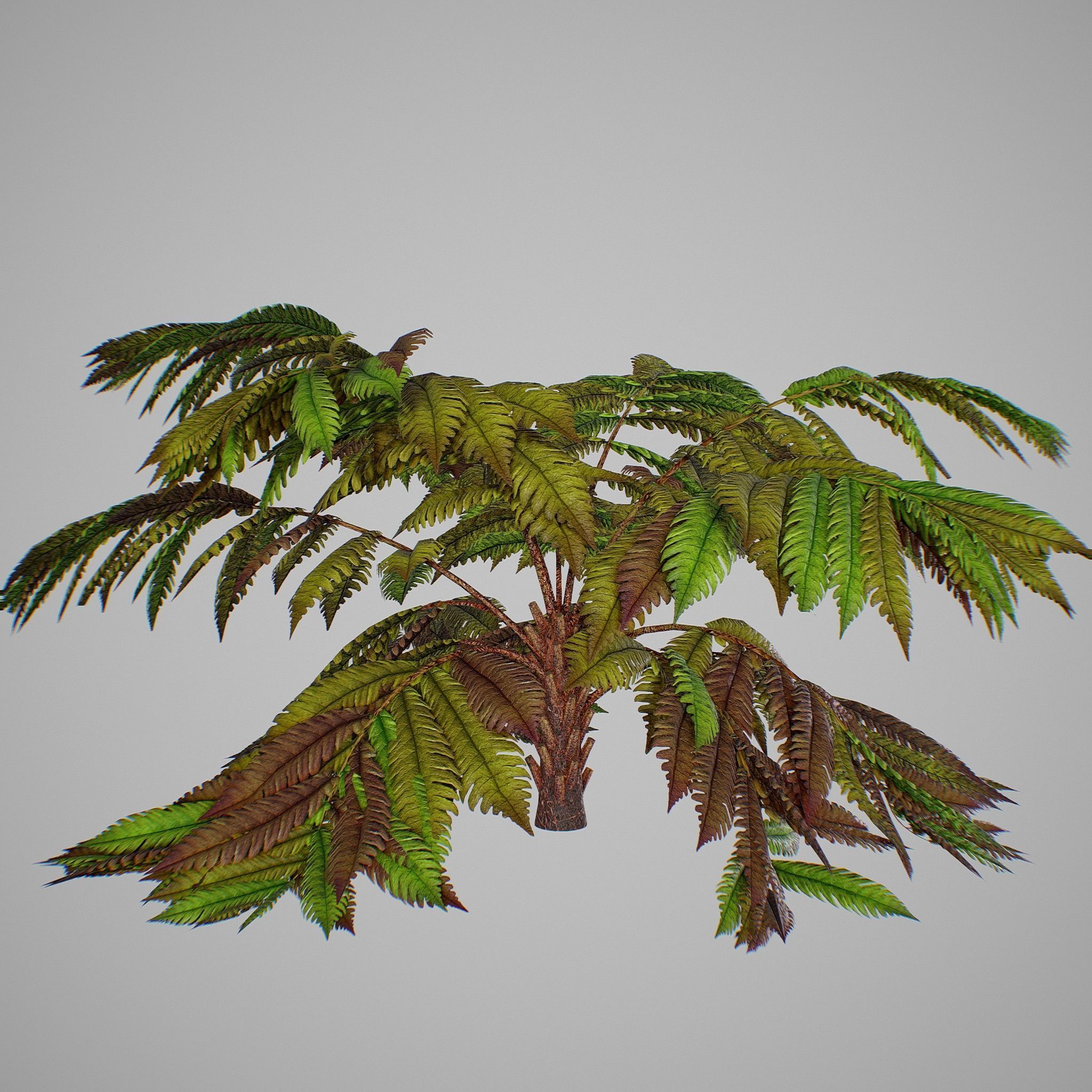 Alsophila fern old Low-poly 3D model_7