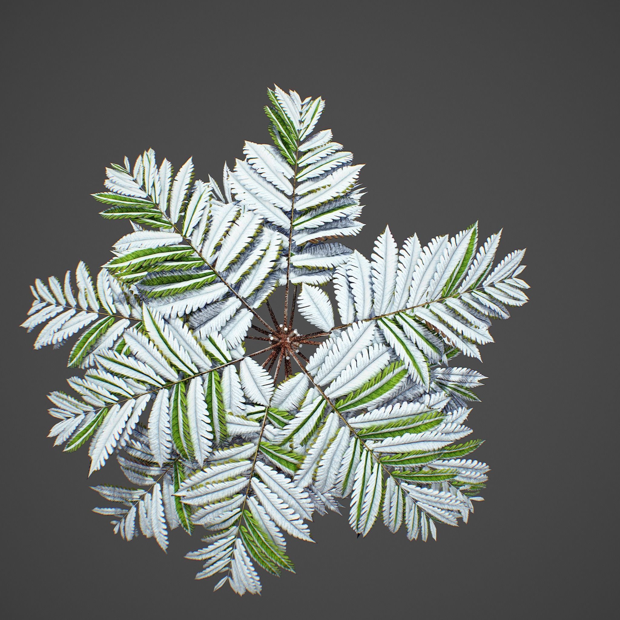 Alsophila fern old Low-poly 3D model_13