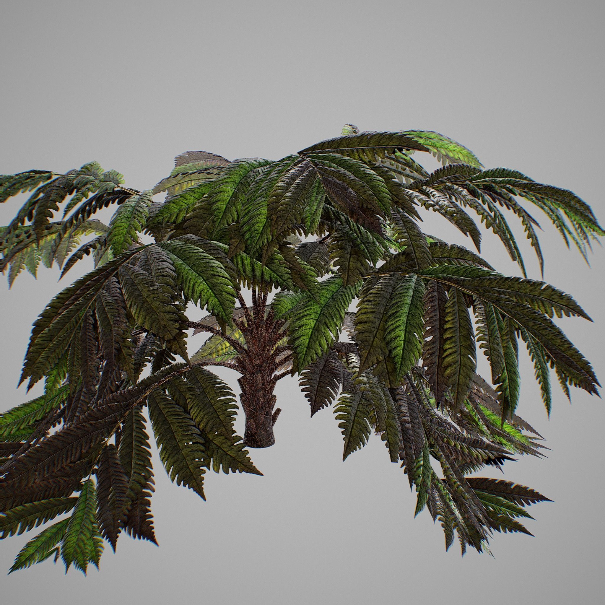 Alsophila fern old Low-poly 3D model_10