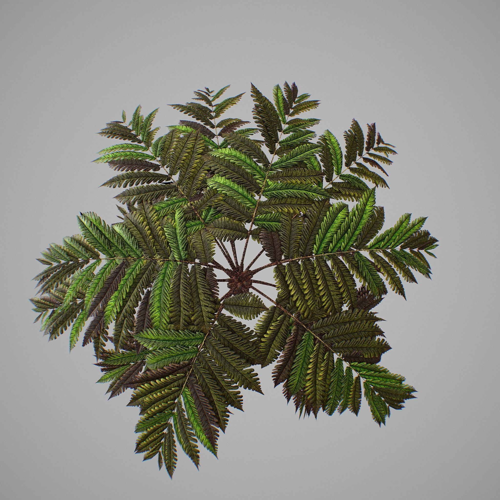 Alsophila fern old Low-poly 3D model_11