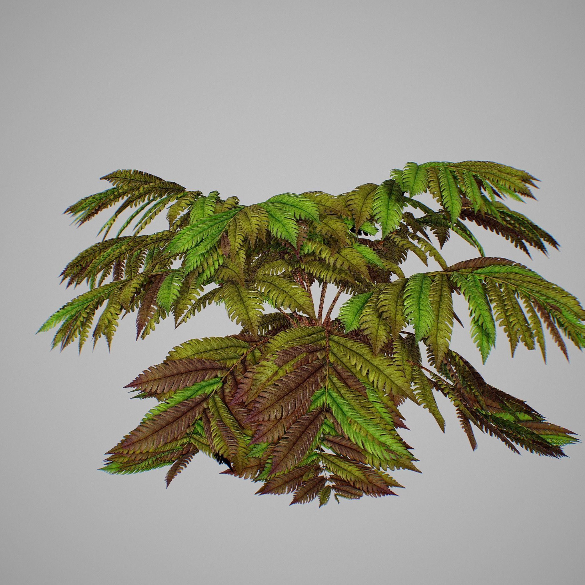 Alsophila fern old Low-poly 3D model_5