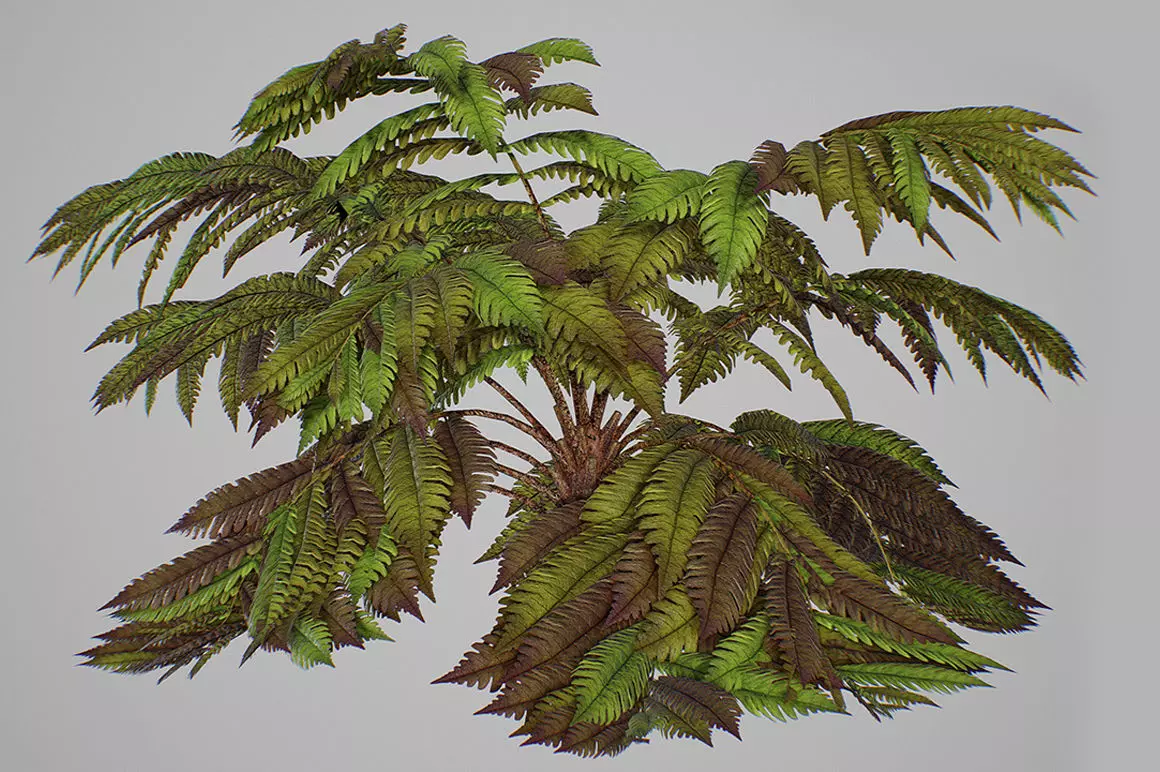 Alsophila fern old Low-poly 3D model_0