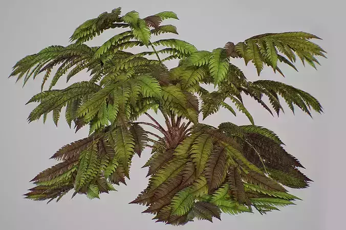 Alsophila fern old