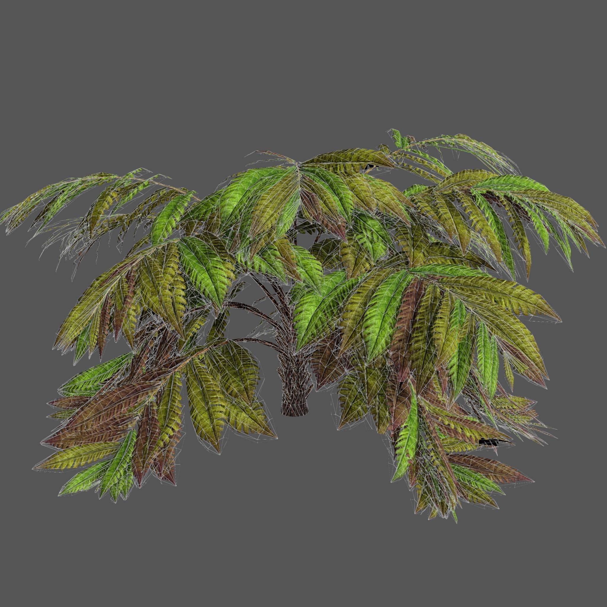 Alsophila fern old Low-poly 3D model_14