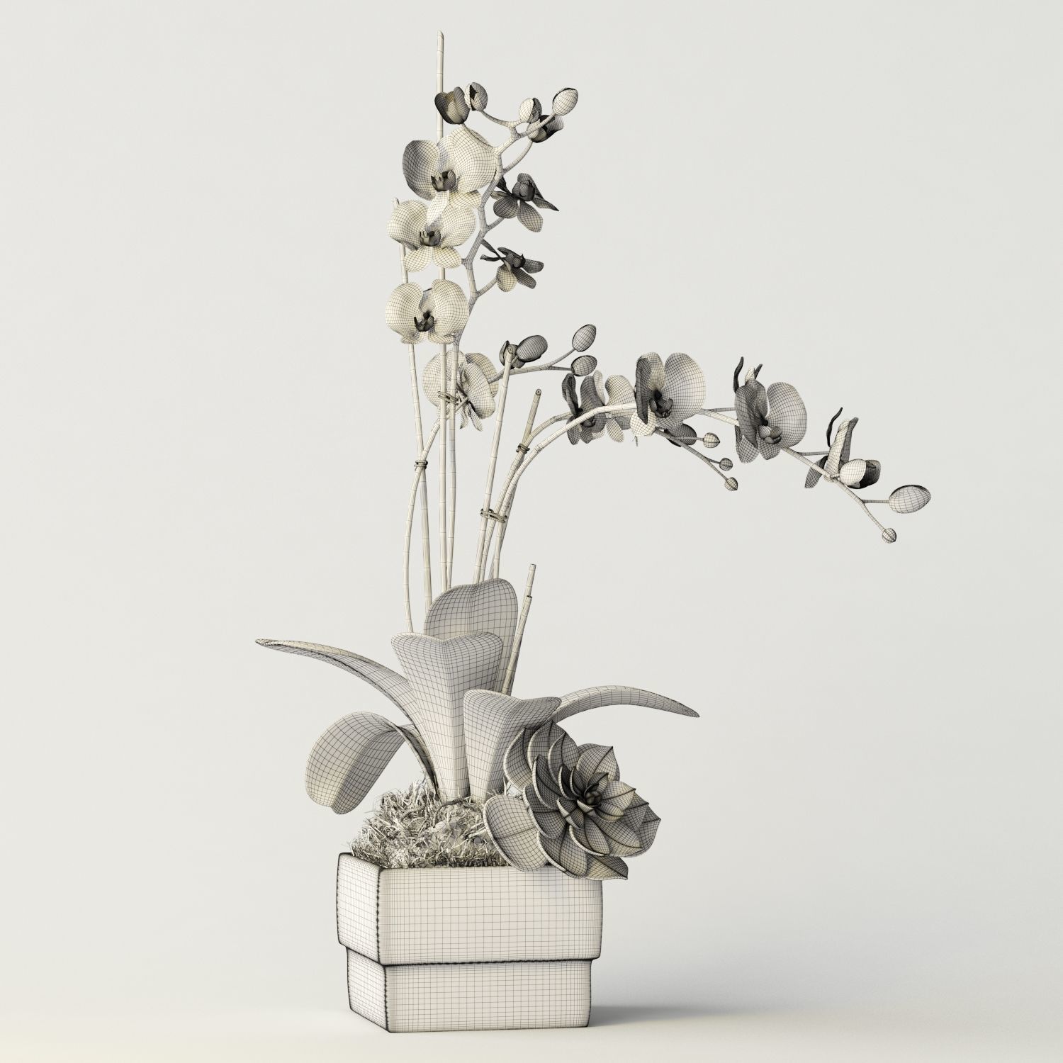 orchid 3 orchids and succulents in box 3D model_6