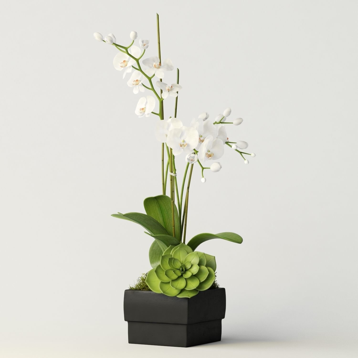orchid 3 orchids and succulents in box 3D model_2