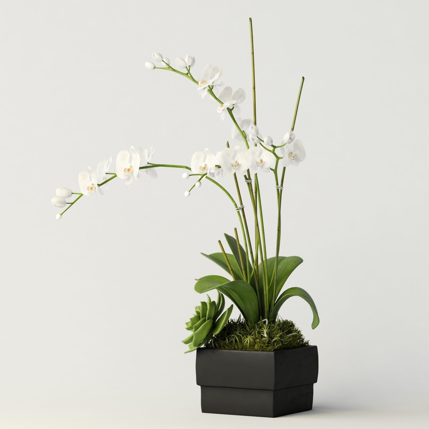 orchid 3 orchids and succulents in box 3D model_4