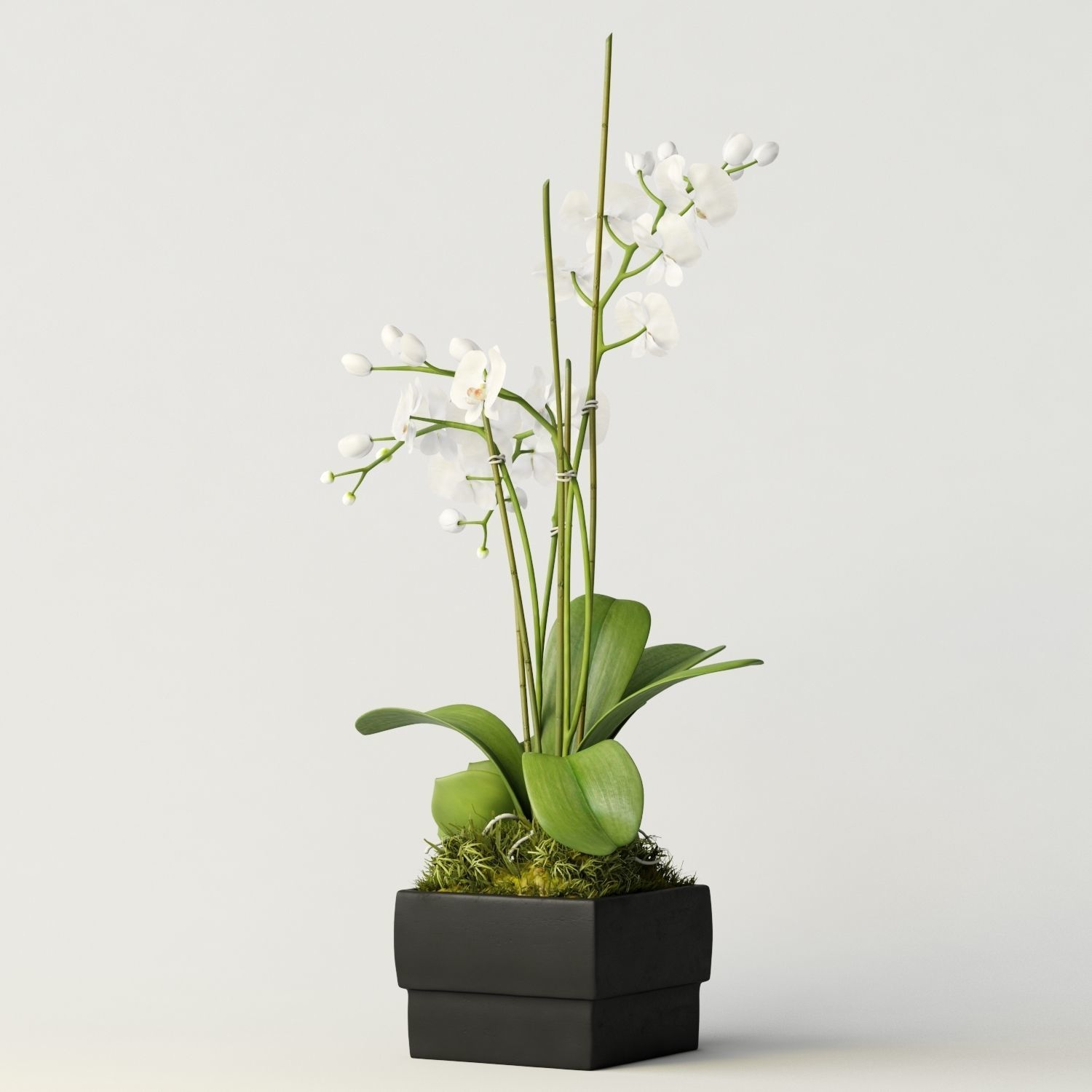 orchid 3 orchids and succulents in box 3D model_5