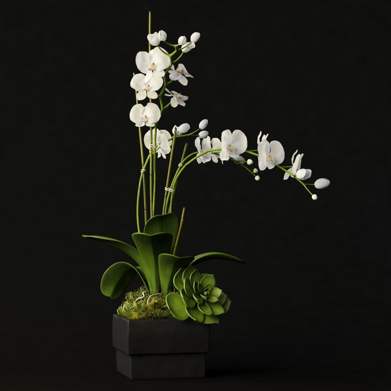 orchid 3 orchids and succulents in box 3D model_1