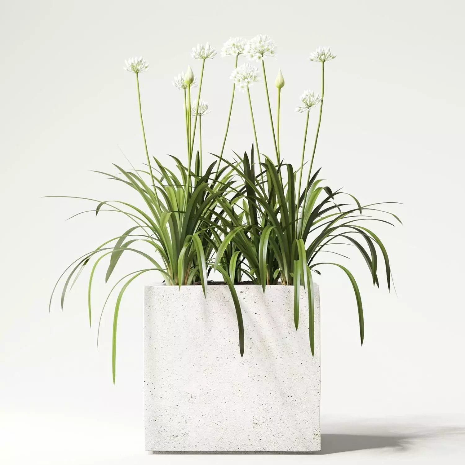 agapanthus concrete planter with flowers 3D model_0
