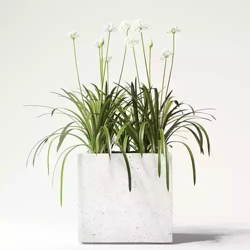 agapanthus concrete planter with flowers