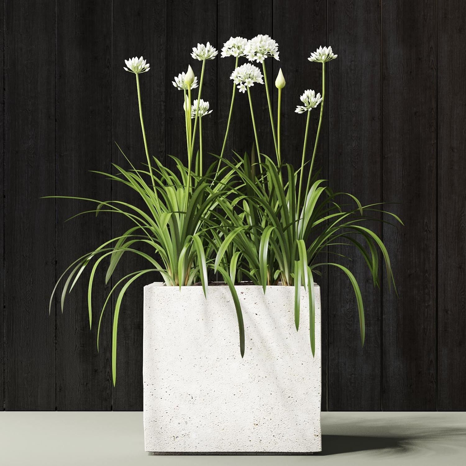 agapanthus concrete planter with flowers 3D model_1