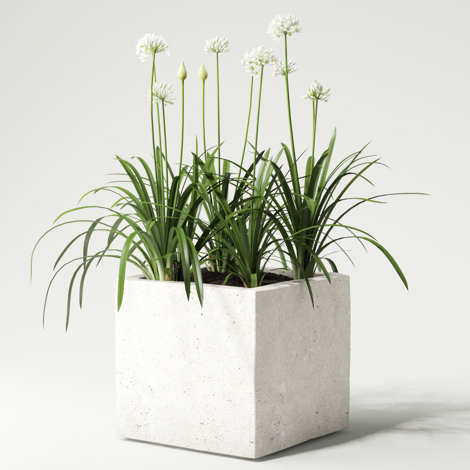 agapanthus concrete planter with flowers 3D model_4