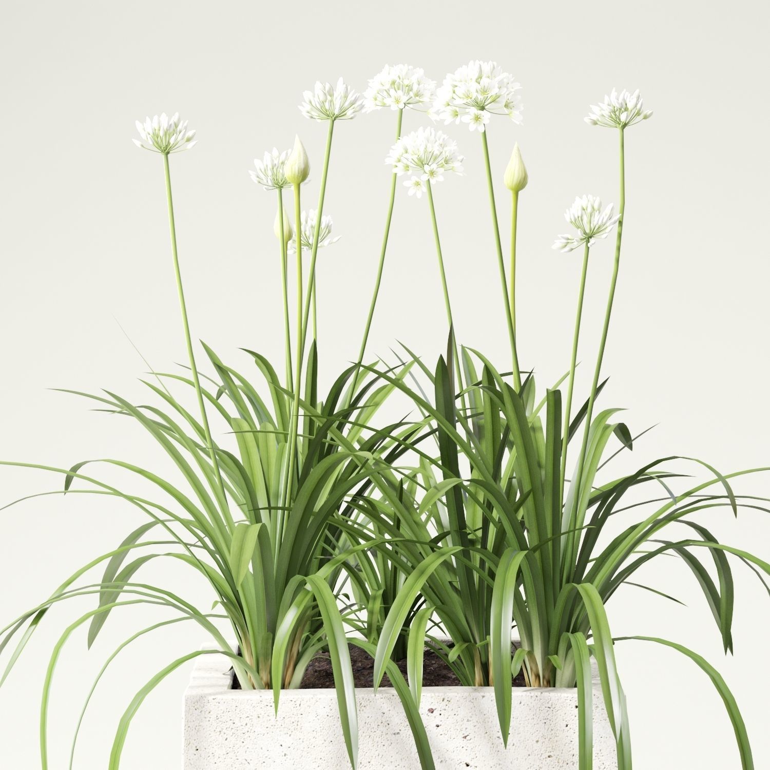 agapanthus concrete planter with flowers 3D model_6