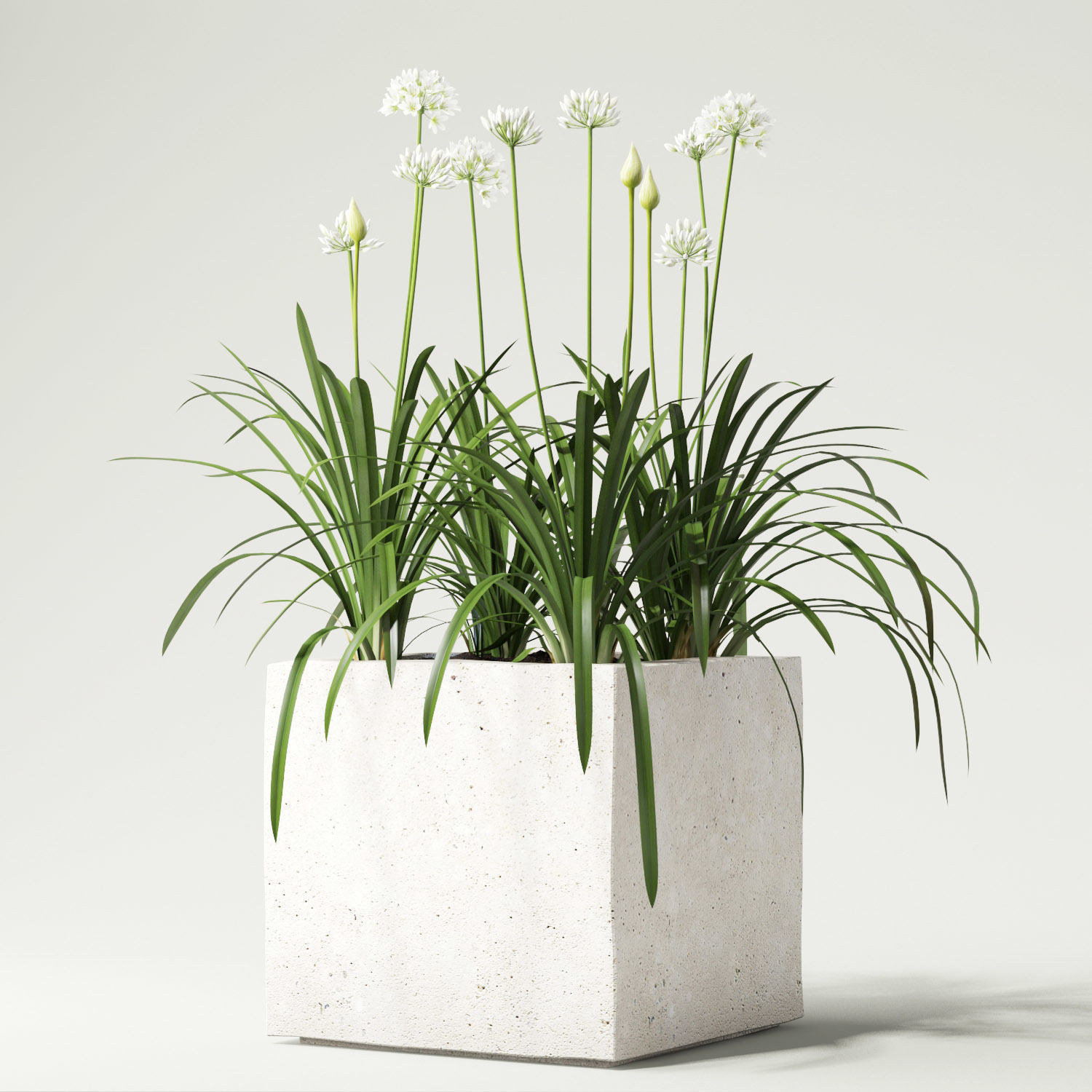 agapanthus concrete planter with flowers 3D model_2