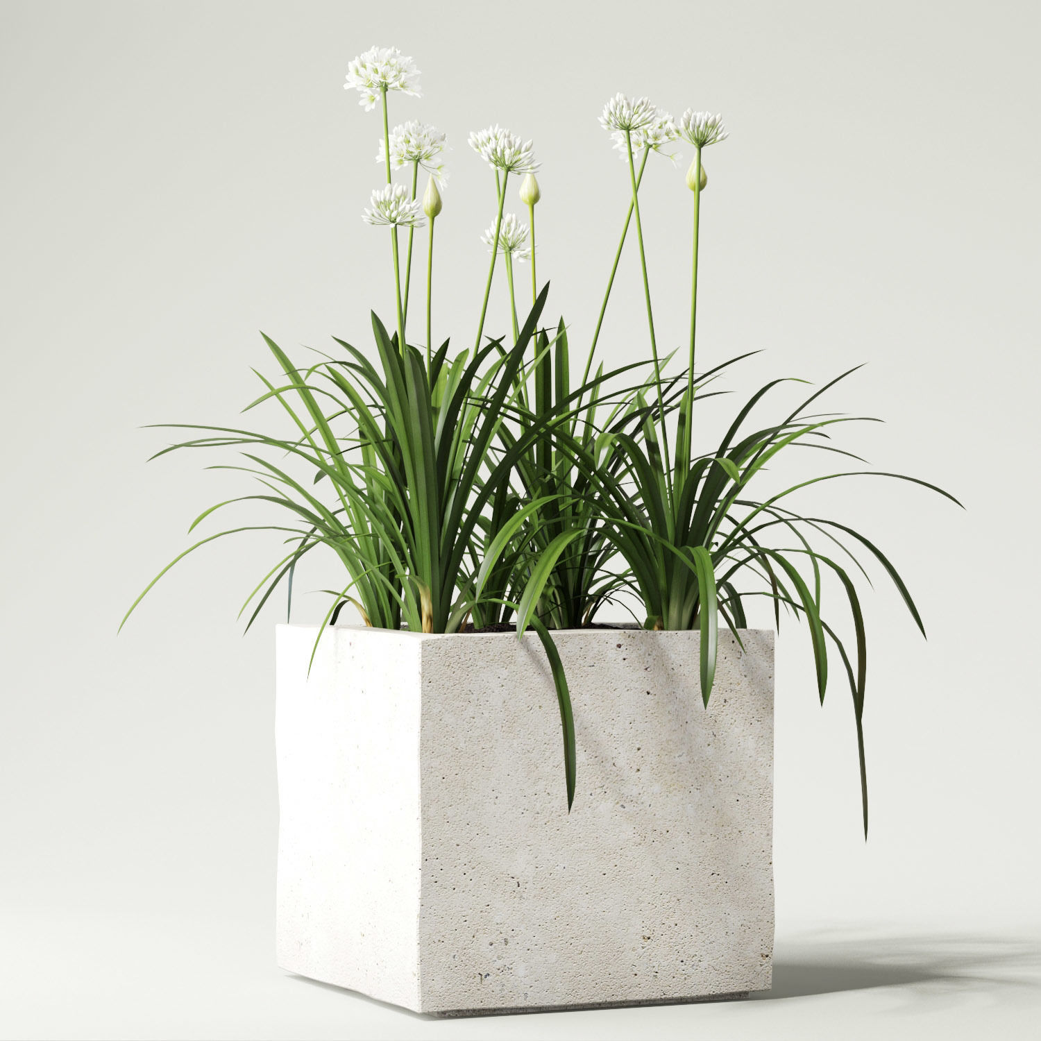 agapanthus concrete planter with flowers 3D model_3